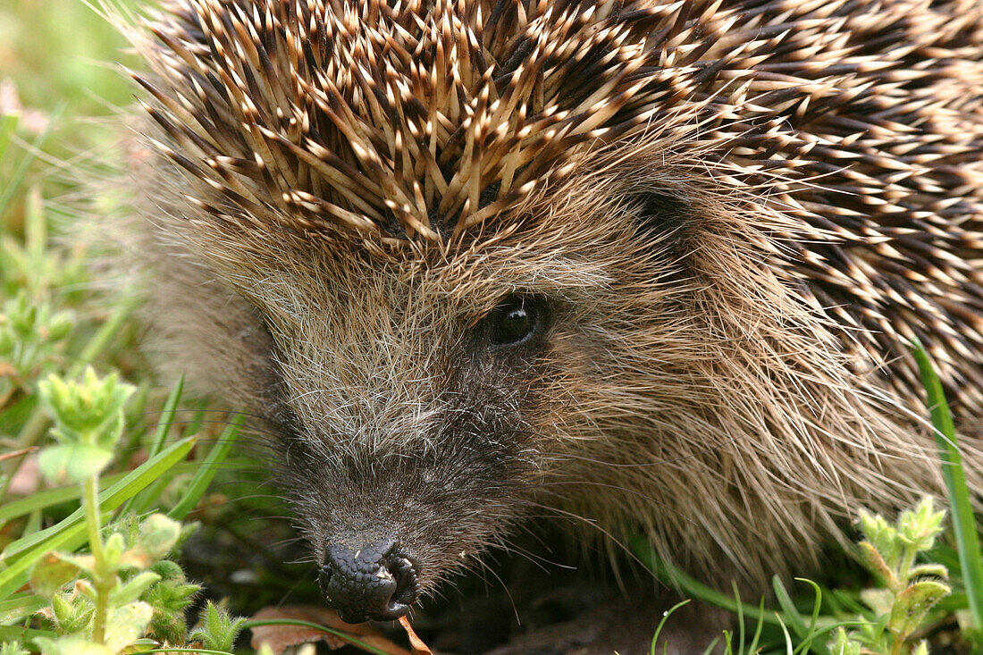 Brown-breasted Hedgehog (Erinaceus europaeus), Rijssen, Netherlands