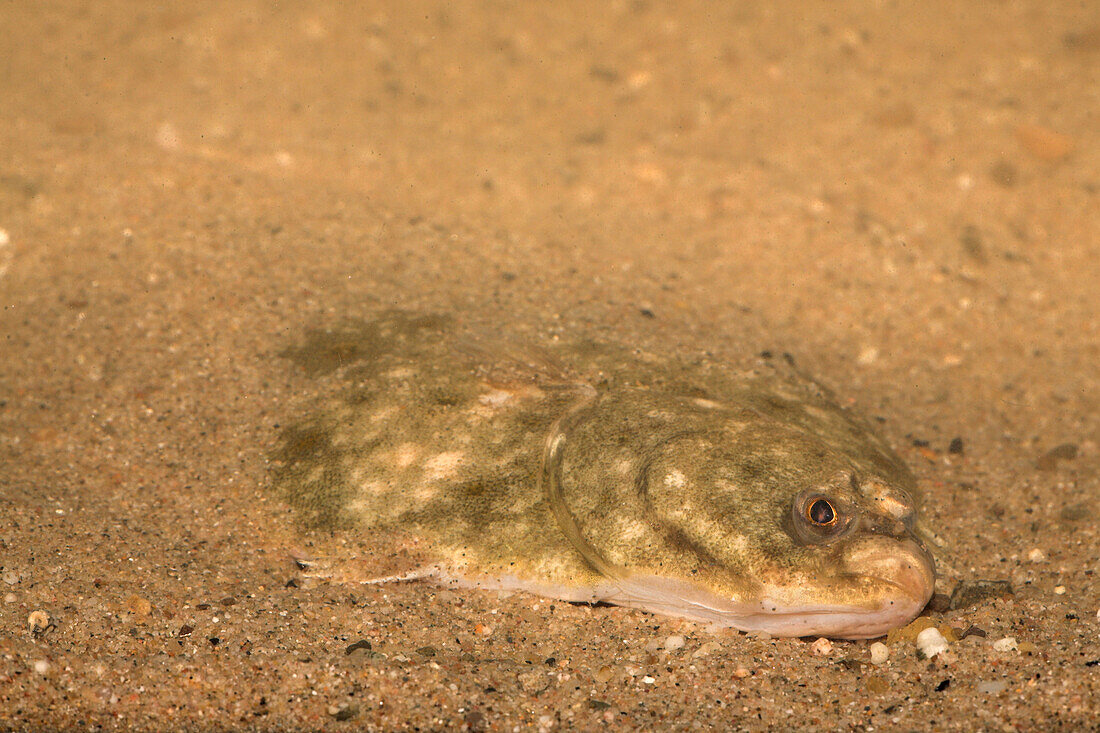 European Flounder (Platichthys flesus) hidden on sandy seafloor, Nijmegen, Netherlands