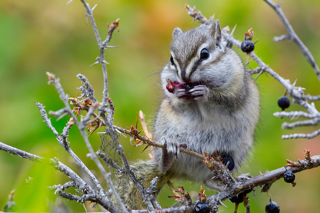 Least Chipmunk (Tamias minimus) feeding on berry, western Alberta, Canada