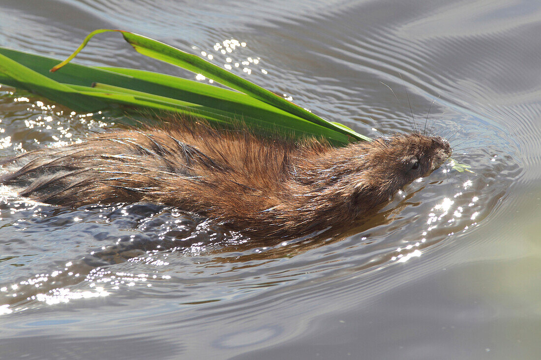 Muskrat (Ondatra zibethicus) swimming and carrying nest material, Netherlands