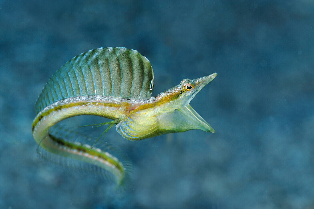 Combtooth Blenny (Blenniidae) in defensive posture, Aruba, West Indies, Caribbean