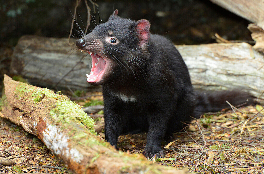 Tasmanian Devil (Sarcophilus harrisii) ten month old joey in threat display, Cradle Mountain-Lake Saint Clair National Park, Tasmania, Australia