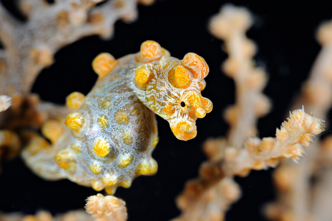 Pygmy Seahorse (Hippocampus bargibanti) camouflaged in coral reef, Lembeh Strait, Sulawesi, Indonesia