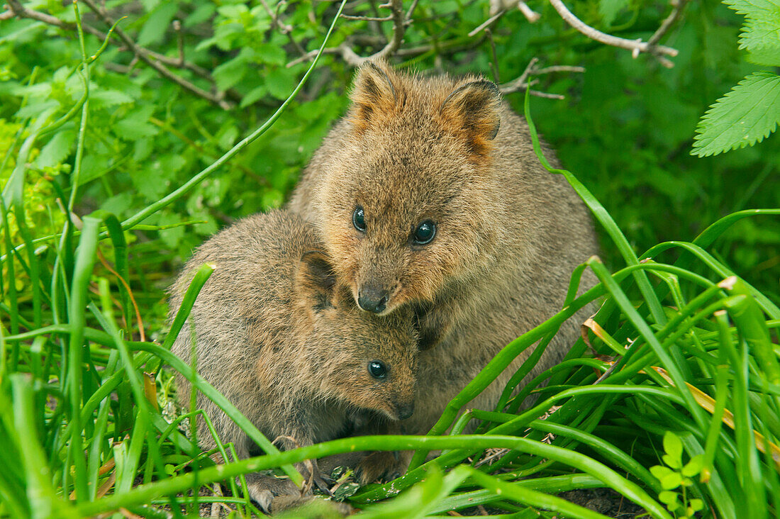 Quokka (Setonix brachyurus) mother and joey, Rottnest Island, Perth, Western Australia, Australia