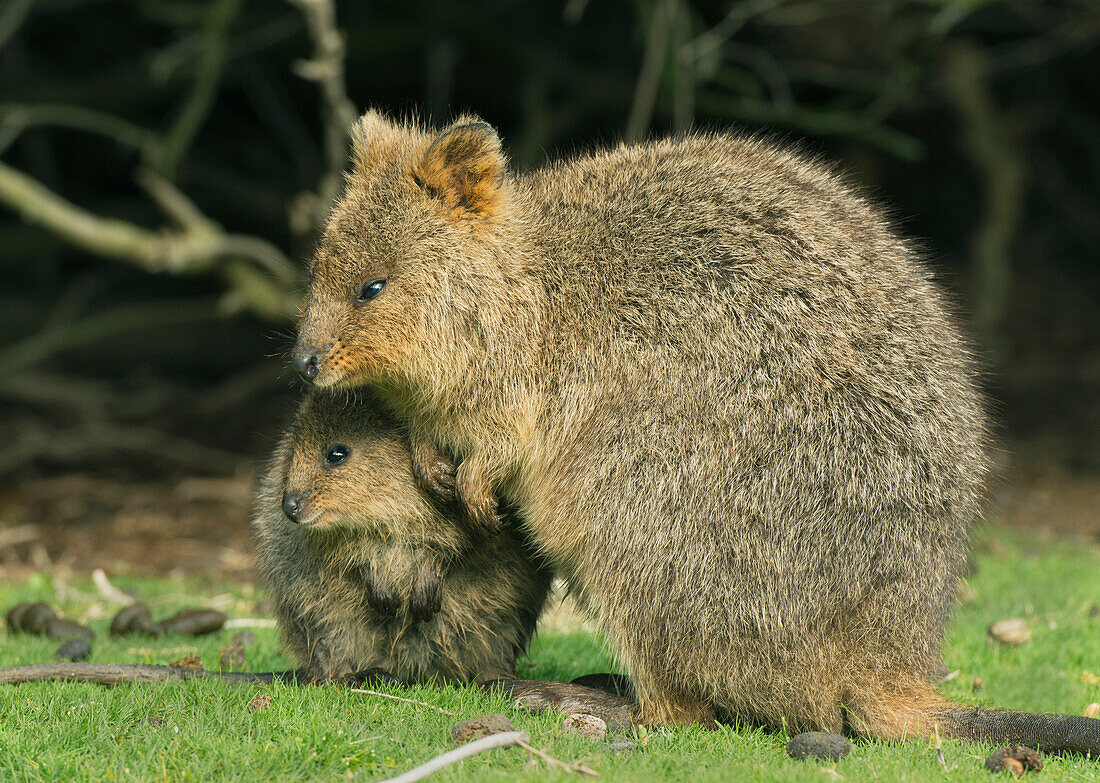 Quokka (Setonix brachyurus) mother and joey, Rottnest Island, Perth, Western Australia, Australia