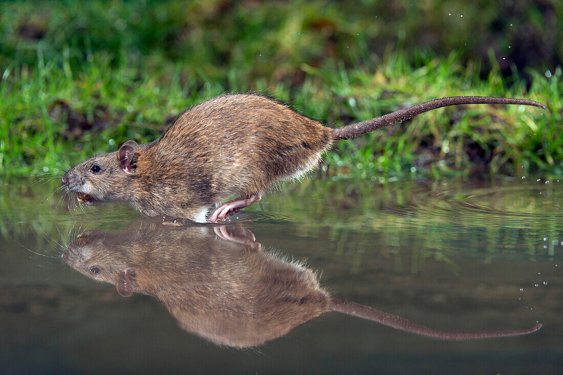 Brown Rat (Rattus norvegicus) running through water carrying food, Arnhem, Netherlands