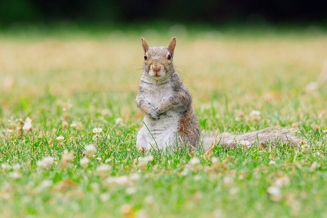 Eastern Gray Squirrel (Sciurus carolinensis), Montreal, Quebec, Canada