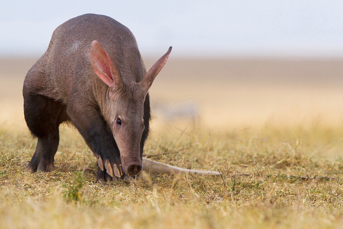 Aardvark (Orycteropus afer), Masai Mara, Kenya