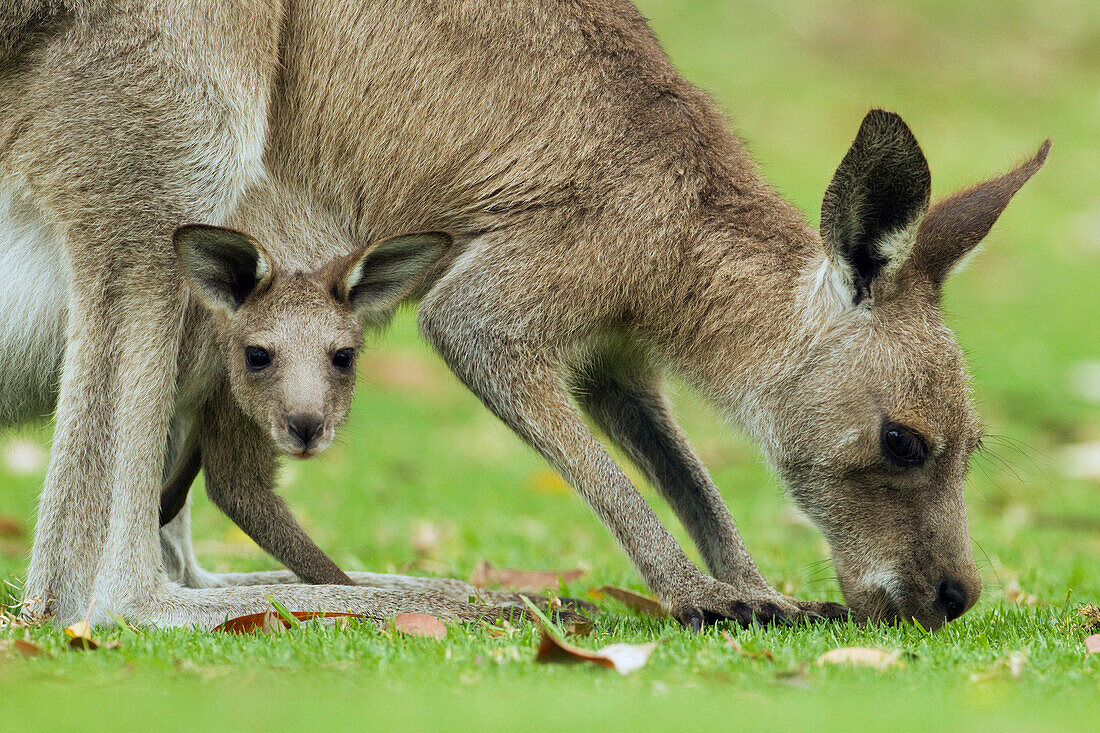 Eastern Grey Kangaroo (Macropus giganteus) mother grazing with joey peering from pouch, Jervis Bay, New South Wales, Australia