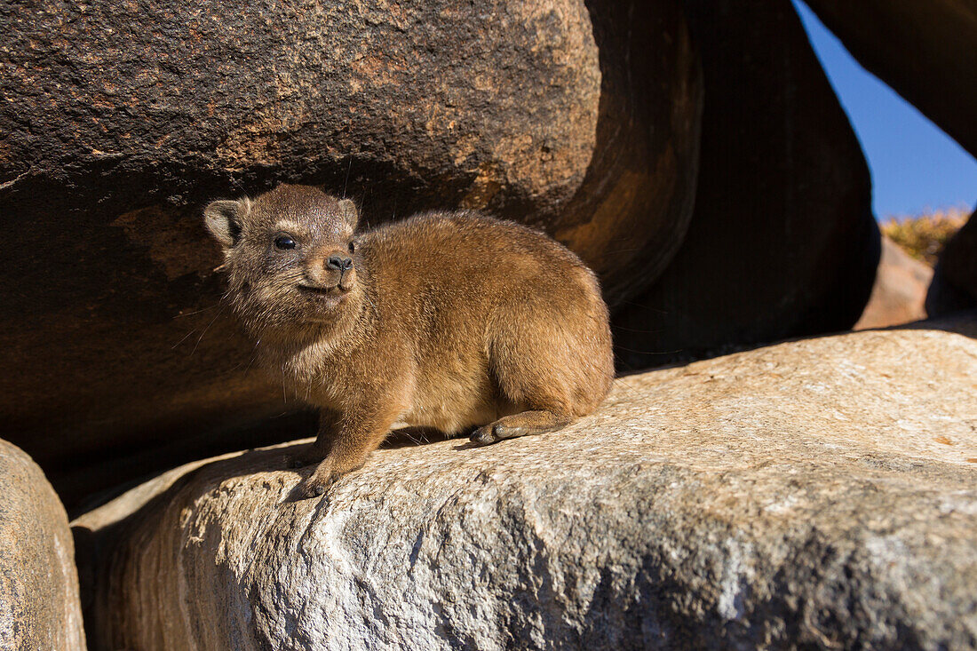 Rock Hyrax (Procavia capensis) juvenile, Keetmanshoop, Namibia