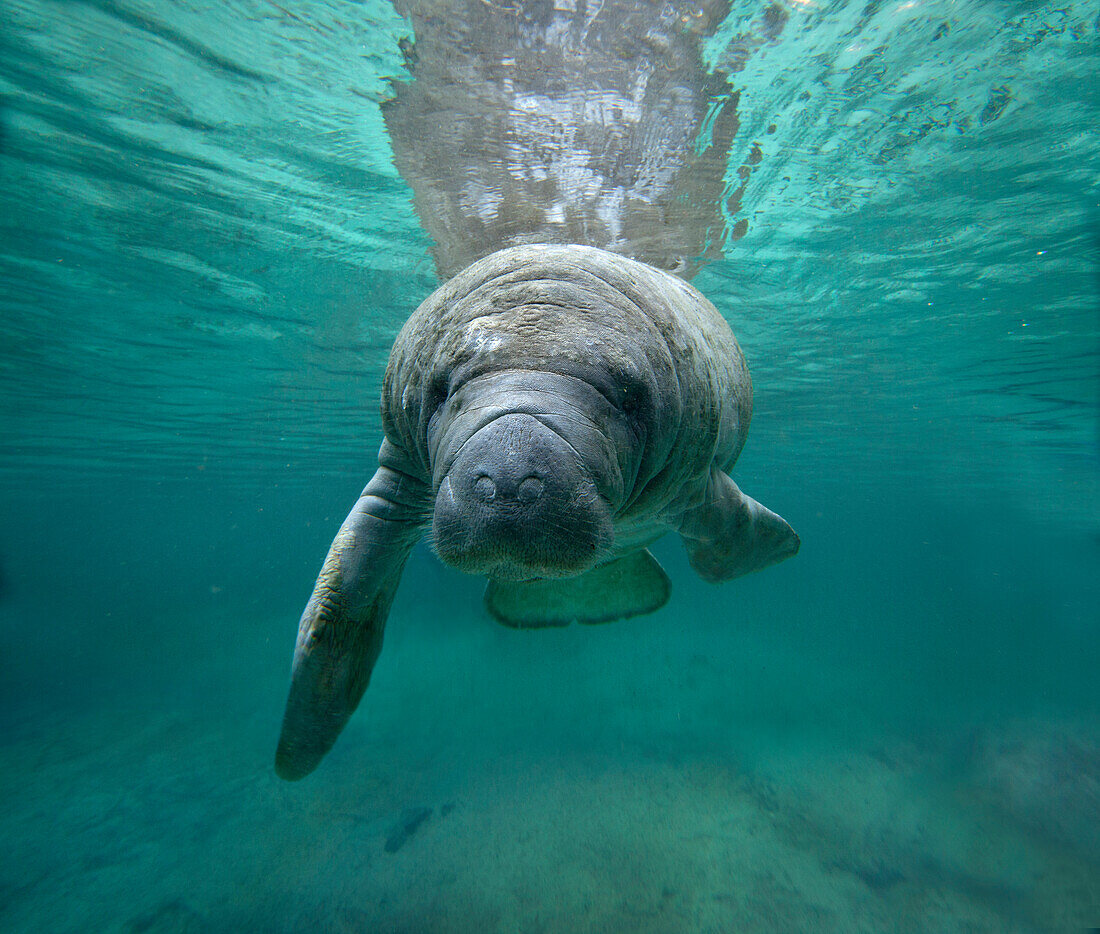 West Indian Manatee (Trichechus manatus), Crystal River, Florida