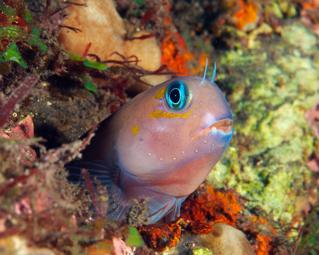 Midas Blenny (Ecsenius midas) in burrow, Bali, Indonesia