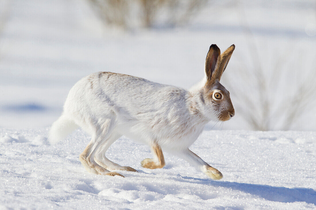 White-tailed Jack Rabbit (Lepus … – Bild kaufen – 71228742 lookphotos