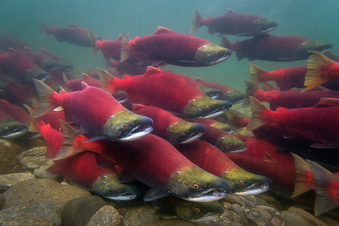 Sockeye Salmon (Oncorhynchus nerka) group swimming upstream during spawning run, Adams River, Roderick Haig-Brown Provincial Park, British Columbia, Canada