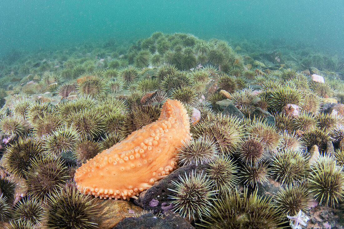 Green Sea Urchin (Strongylocentrotus droebachiensis) barren with Orange-footed Sea Cucumber (Cucumaria frondosa), Passamaquoddy Bay, Maine