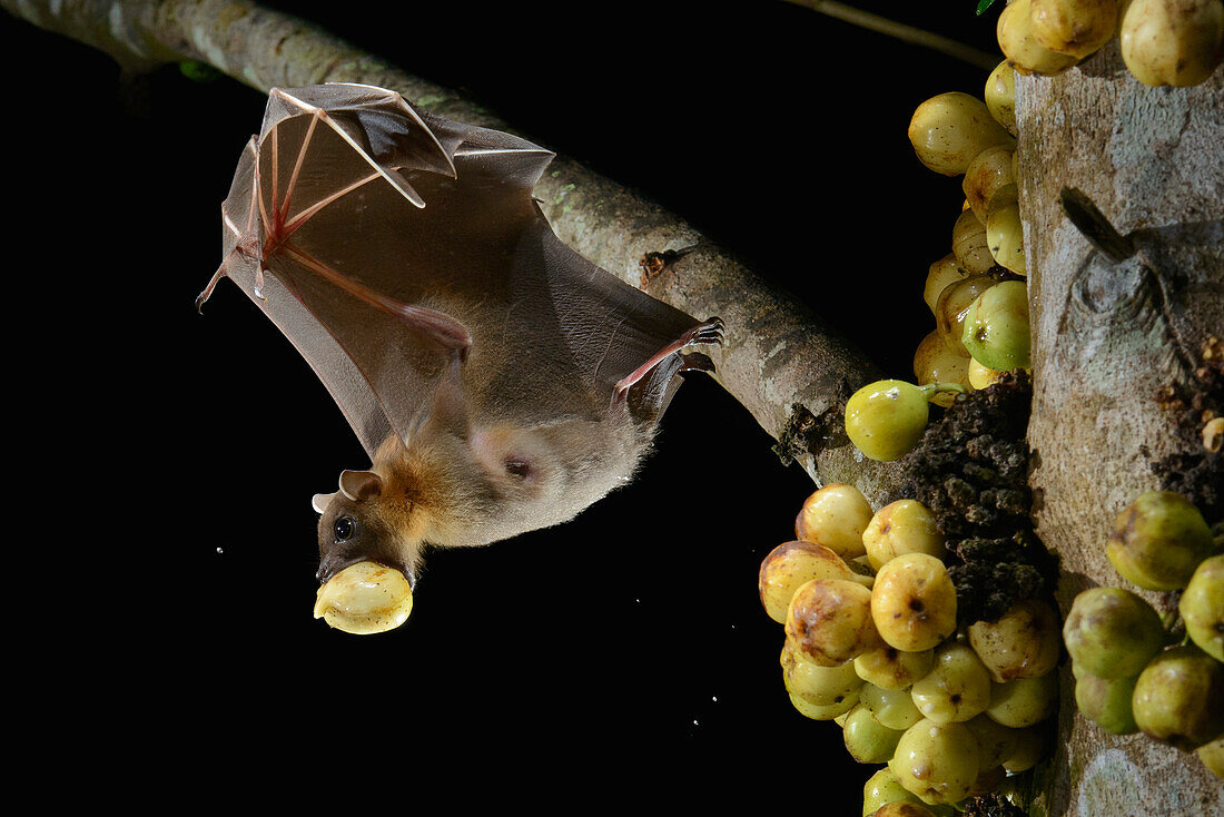 Lesser Short-nosed Fruit Bat (Cynopterus brachyotis) carrying fig, Kuching, Sarawak, Borneo, Malaysia