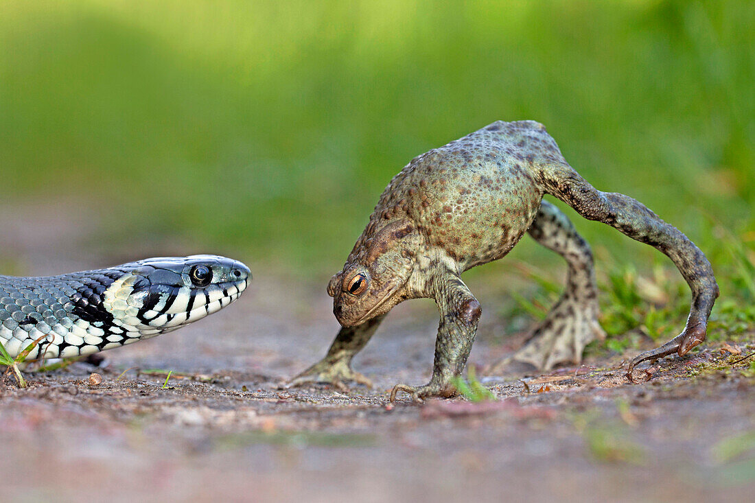 European Toad (Bufo bufo) in defensive display as Grass Snake (Natrix natrix) approaches, Poland
