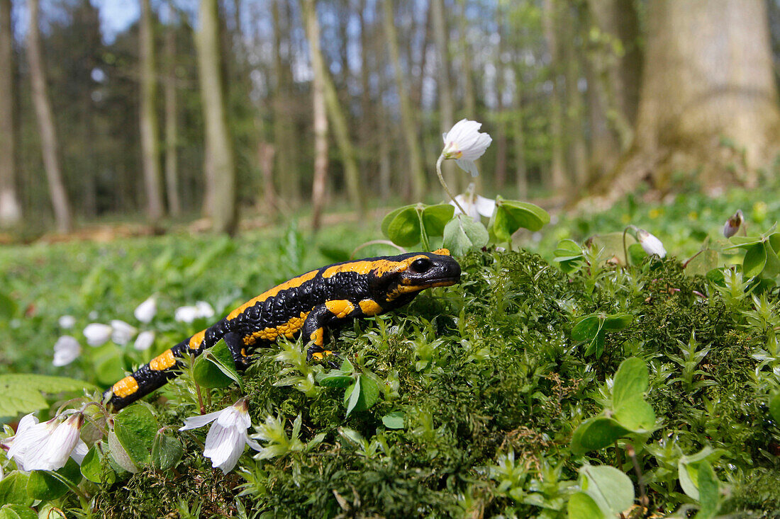 Fire Salamander (Salamandra salamandra) in forest, Germany