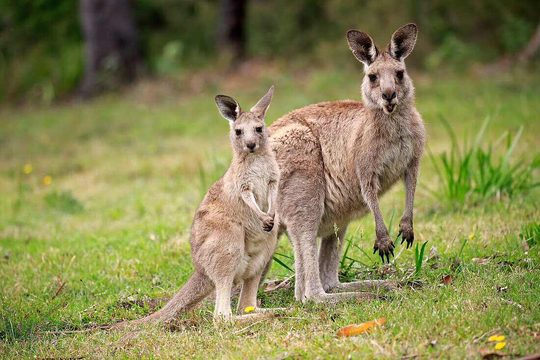 Eastern Grey Kangaroo (Macropus giganteus) mother with joey, Murramarang National Park, New South Wales, Australia