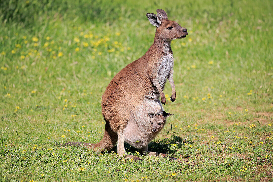 Eastern Grey Kangaroo (Macropus giganteus) mother with joey, South Australia, Australia