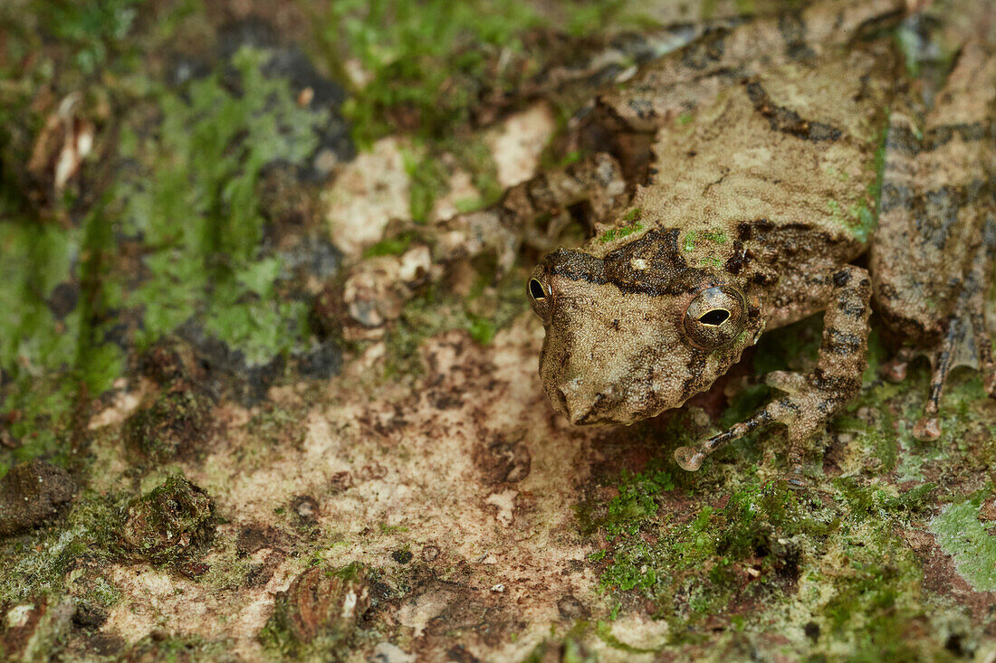 Eirunepe Snouted Treefrog (Scinax garbei) camouflaged on tree, Yasuni National Park, Ecuador