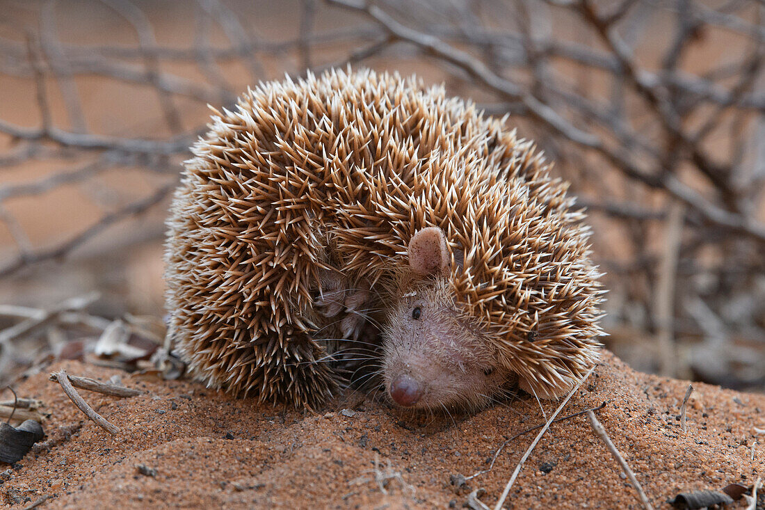 Lesser Hedgehog Tenrec (Echinops telfairi) in defensive posture, Mangily, Madagascar