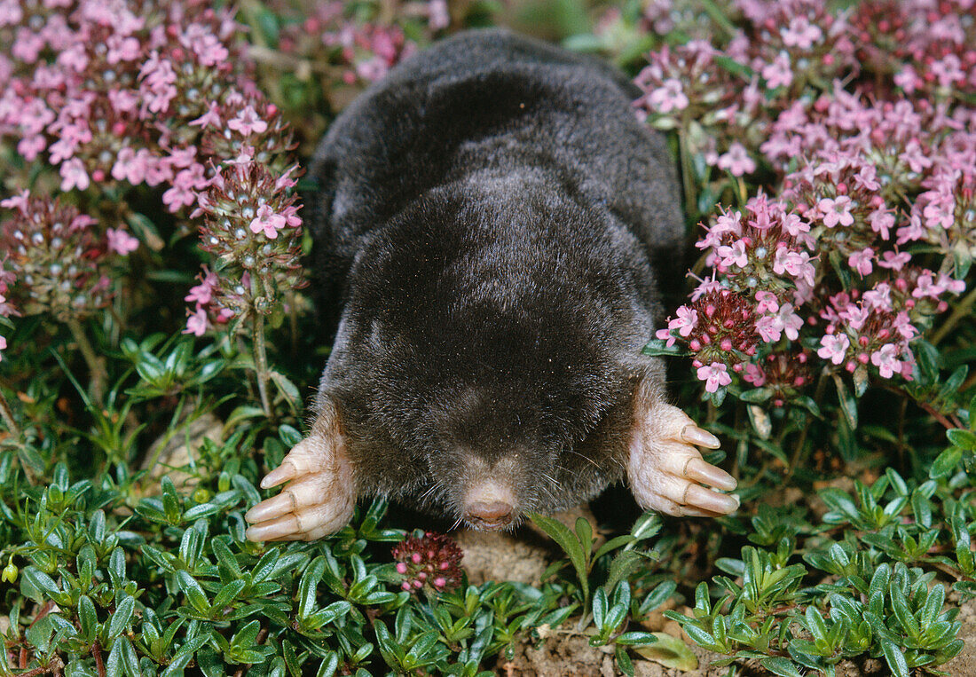 European Mole (Talpa europaea) having just emerged