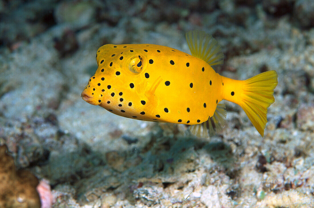 Yellow Boxfish (Ostracion cubicus) juvenile, Solomon Islands