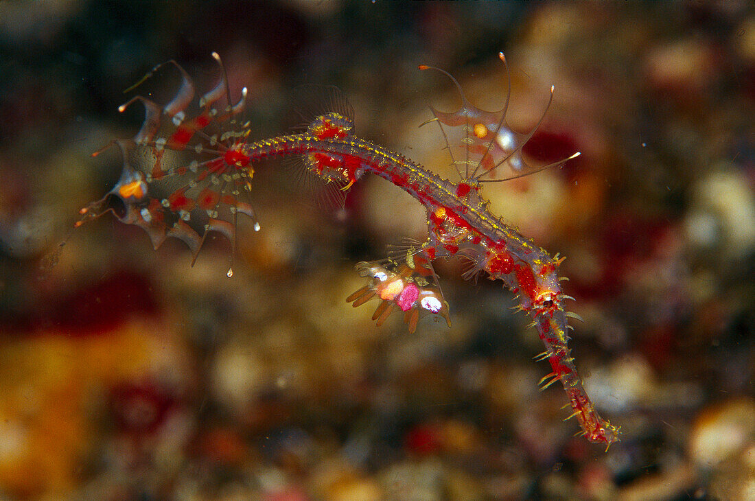 Harlequin Ghost Pipefish (Solenostomus paradoxus) juvenile male, 50 feet deep, Indonesia