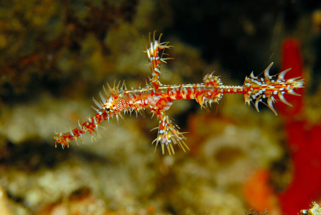 Harlequin Ghost Pipefish (Solenostomus paradoxus), Indonesia