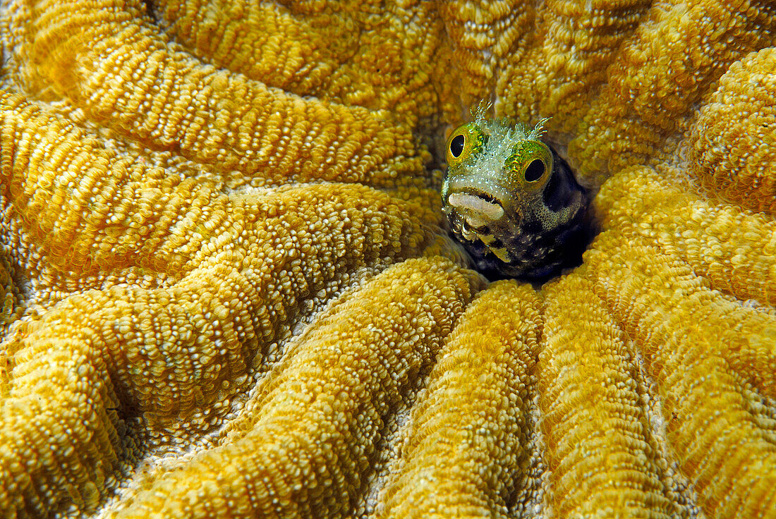 Secretary Blenny (Acanthemblemaria maria) peeking out of coral, Bonaire, Netherlands Antilles