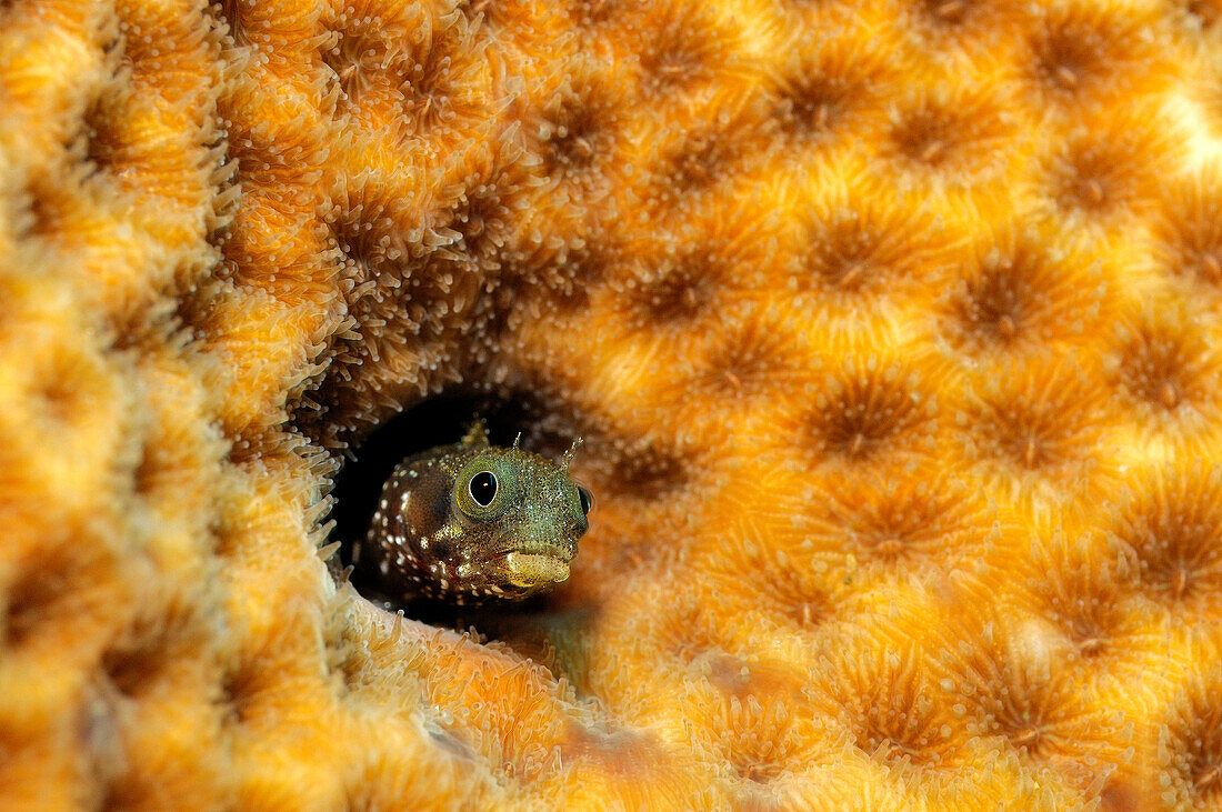 Spinyhead Blenny (Acanthemblemaria spinosa) peeking out of burrow in coral, Saba, Caribbean