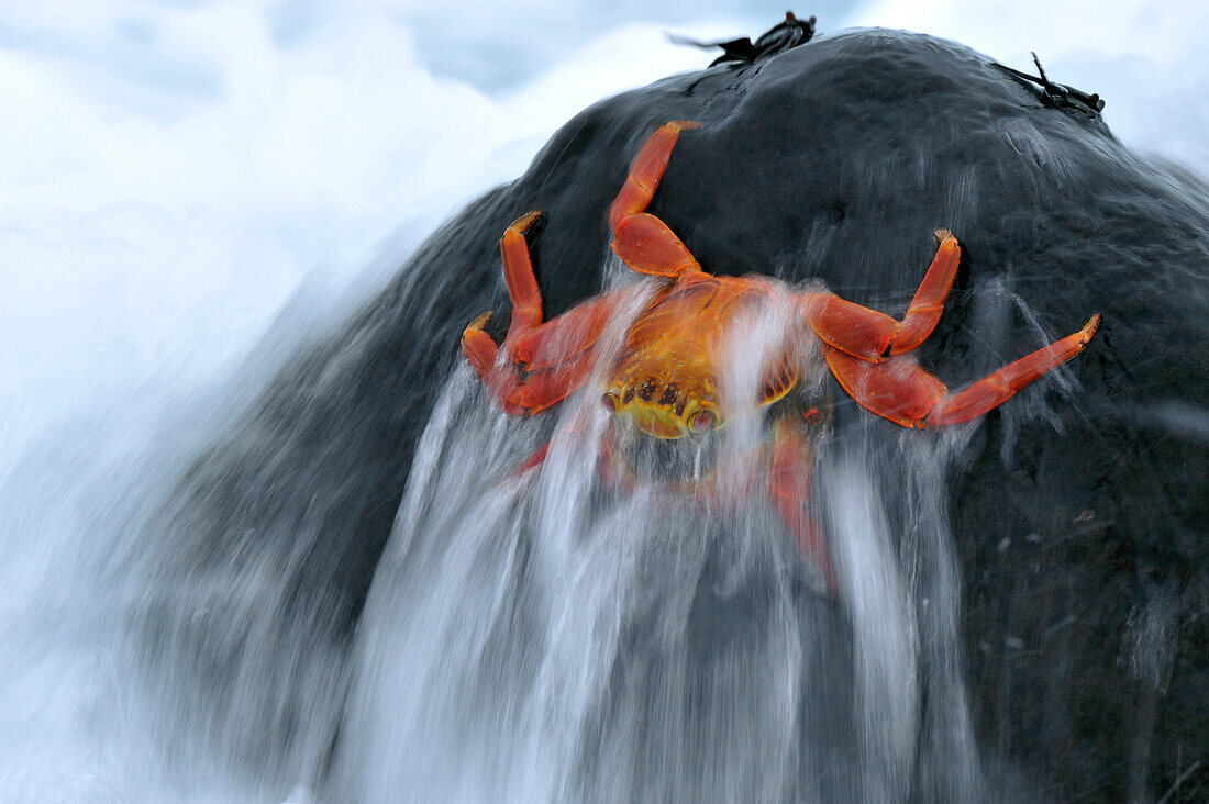Sally Lightfoot Crab (Grapsus grapsus) in surf, Galapagos Islands, Ecuador