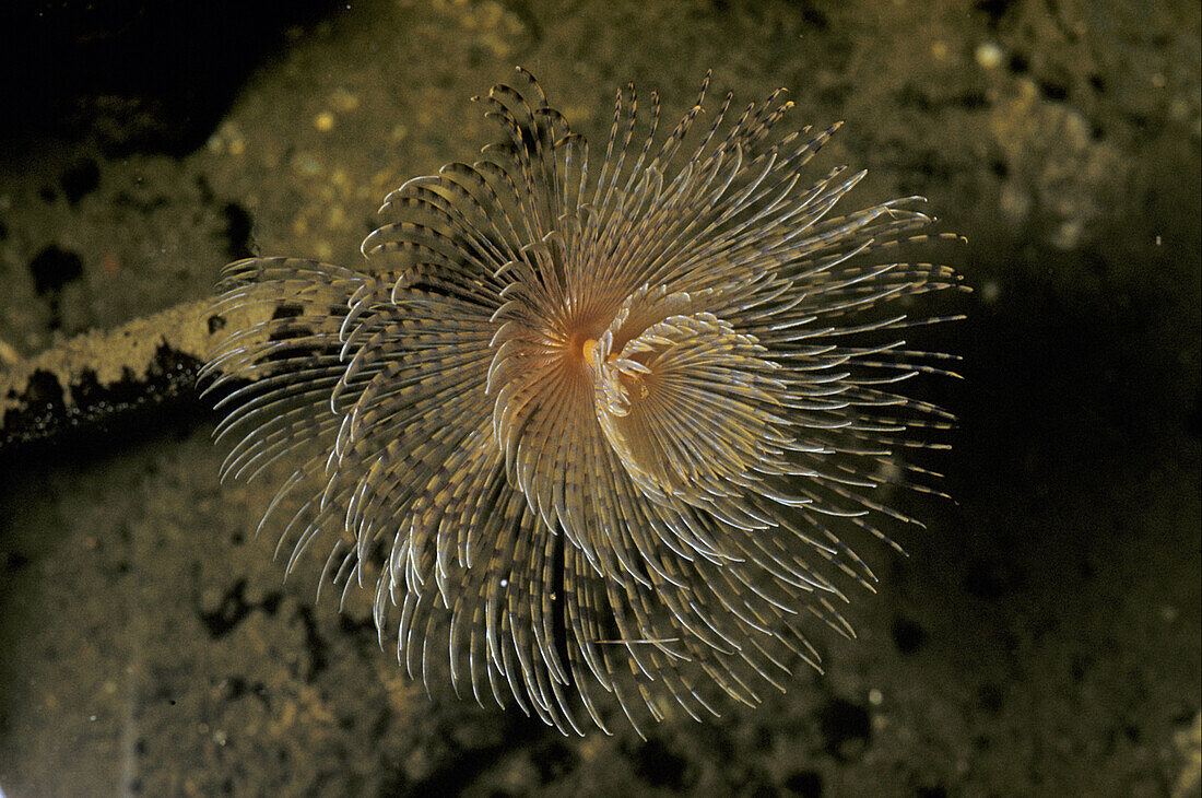 Spiral tube worm from coast of northern spain