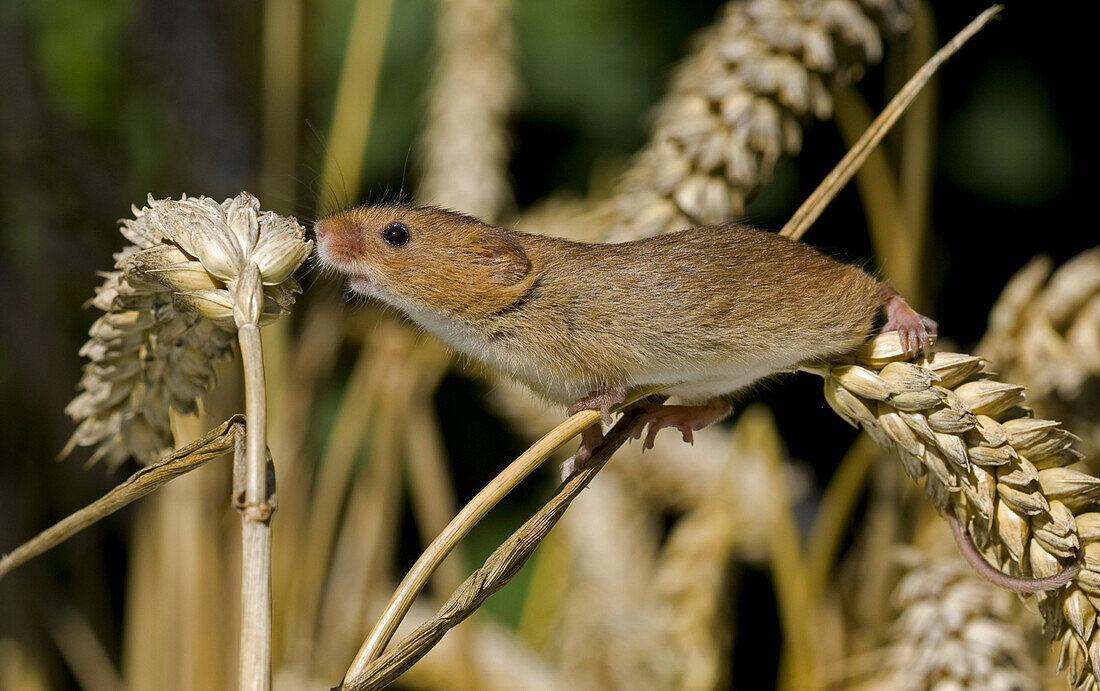 Harvest Mouse (Micromys minutus) adult, climbing on ears of ripe wheat, Norfolk, England