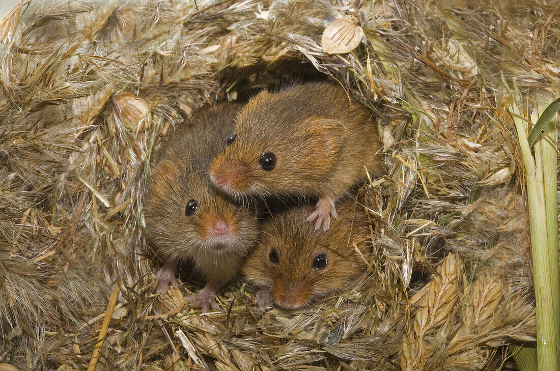 Harvest Mouse (Micromys minutus) three immatures, peering from nest made from Reed (Phragmites sp), Norfolk, England, captive