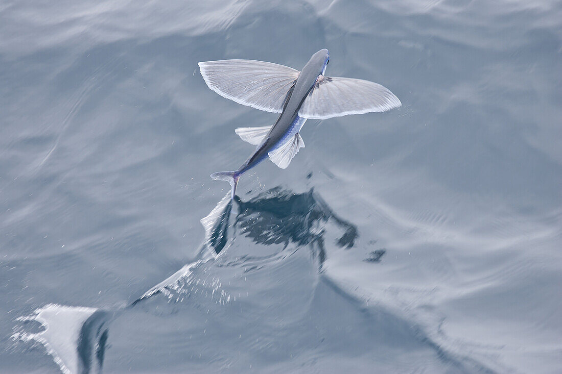 Flying Fish (Exocoetidae sp) adult, using tail to propel itself whilst gliding, off coast of Peru, November