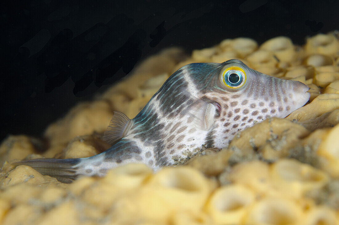 Black-saddled Pufferfish (Canthigaster valentini) adult, resting on coral at night, Lembeh Straits, Sulawesi, Sunda Islands, Indonesia, January