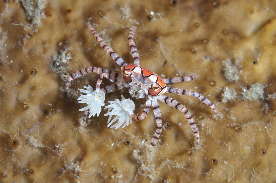 Pom-pom Crab (Lybia tesselata) adult, with Anemones (Bunodeopsis, Triactis sp) on claws for protection on hard coral, Seraya, Bali, Lesser Sunda Islands, Indonesia, December