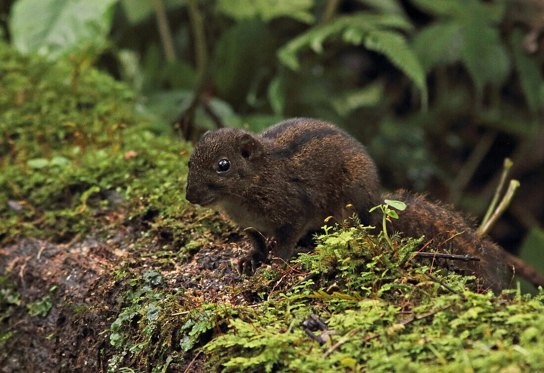 Three-striped Ground Squirrel (Lariscus insignis) adult, standing on mossy log, Kerinci Seblat National Park, Sumatra, Greater Sunda Islands, Indonesia, June