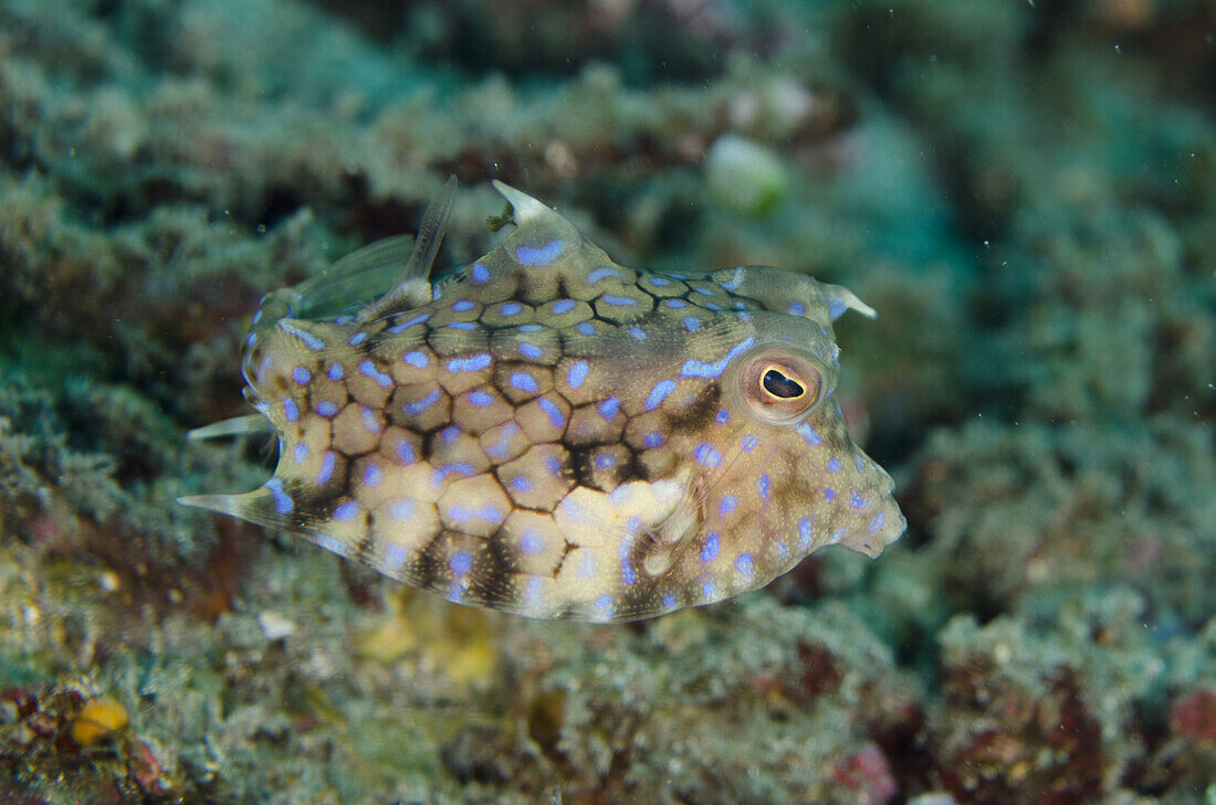 Thornback Cowfish (Lactoria fornasini) adult, Jepun, Candidasa, Bali, Lesser Sunda Islands, Indonesia, August