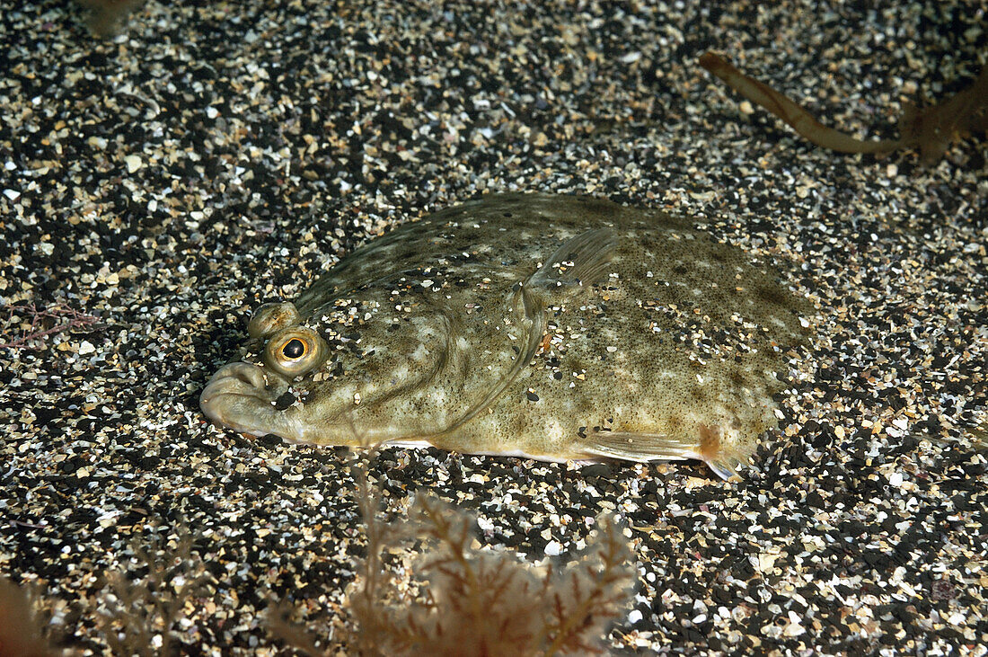 European Plaice (Pleuronectes platessa) adult, buried on sandy seabed, Kimmeridge Bay, Isle of Purbeck, Dorset, England, May