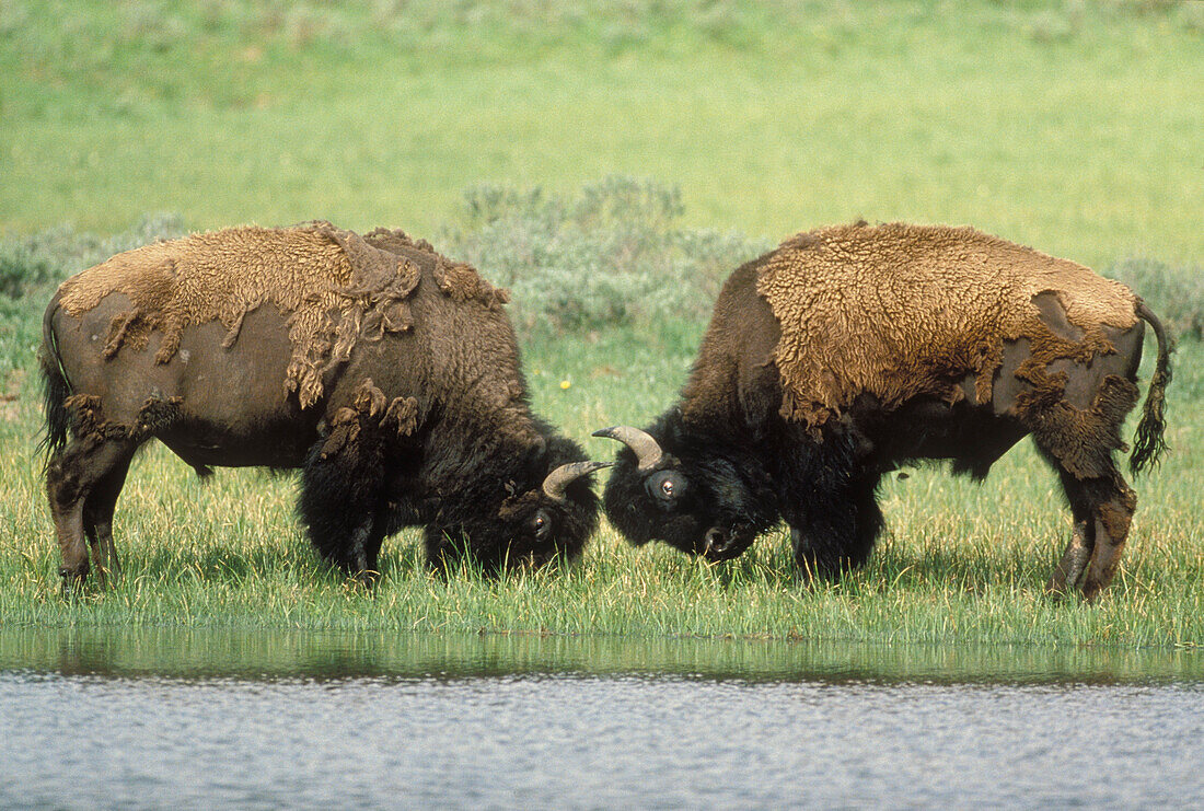 American Bison (Bison bison) two males fighting, Yellowstone National Park, Wyoming