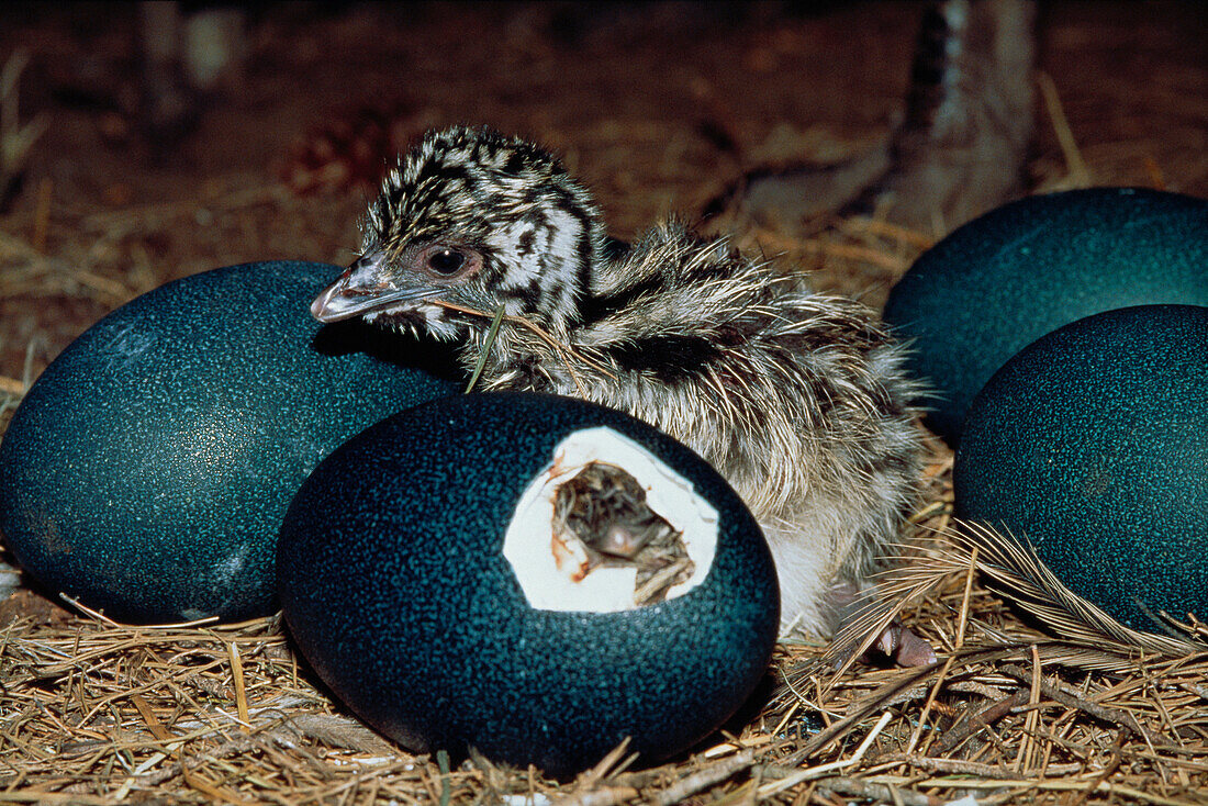 Emu (Dromaius novaehollandiae) hatchling sitting among eggs, one of which is in the process of hatching, South Australia, Australia