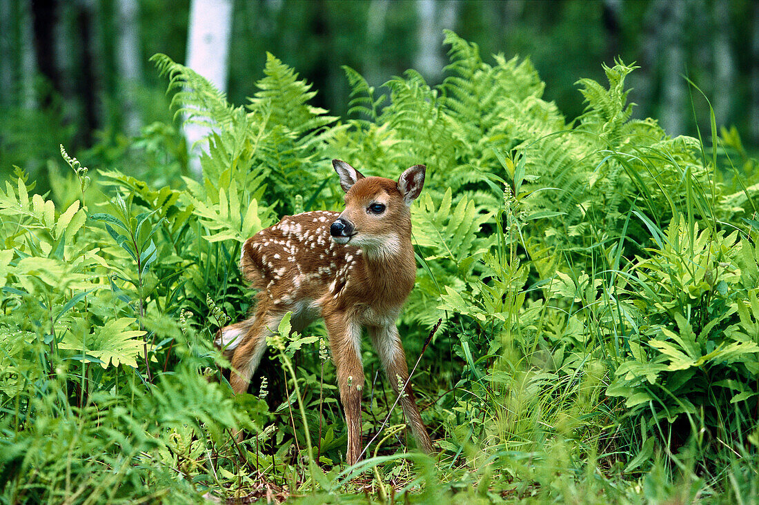 White-tailed Deer (Odocoileus virginianus) fawn standing in ferns, North America