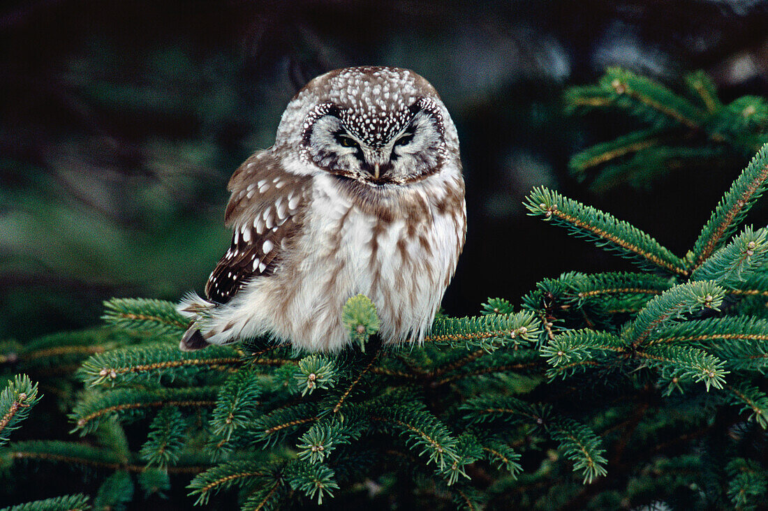 Boreal Owl (Aegolius funereus) perching in a White Spruce (Picea glauca), northern Minnesota