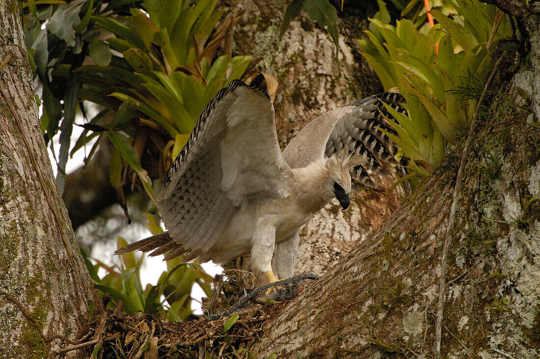 Harpy Eagle (Harpia harpyja) recently fledged seven month old wild chick, in nest 40 meters up a Kapok tree with foot in trap, Cuyabeno Reserve, Amazon rainforest, Ecuador