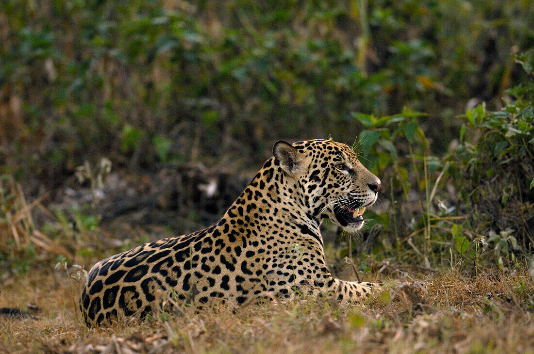 Jaguar (Panthera onca) male, Cuiaba River, Brazil