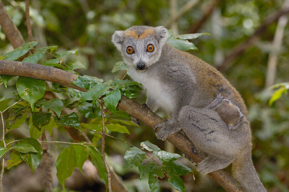 Crowned Lemur (Eulemur coronatus) mother with baby, vulnerable, Ankarana Special Reserve, northern Madagascar