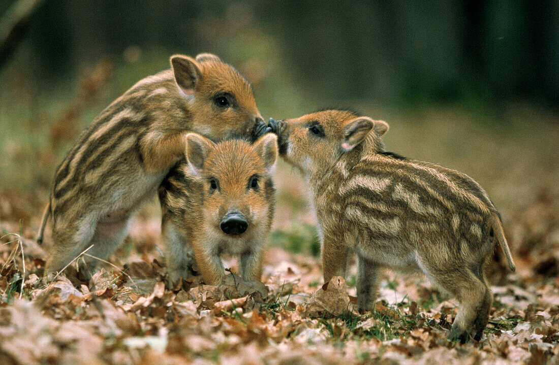 Wild Boar (Sus scrofa) three piglets playing, Europe